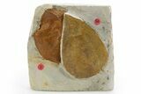 Wide Plate with Two Fossil Leaves (Two Species) - Montana #305995-2